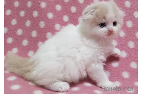 成約済の愛知県のスコティッシュフォールド(折れ耳)-86126の4枚目